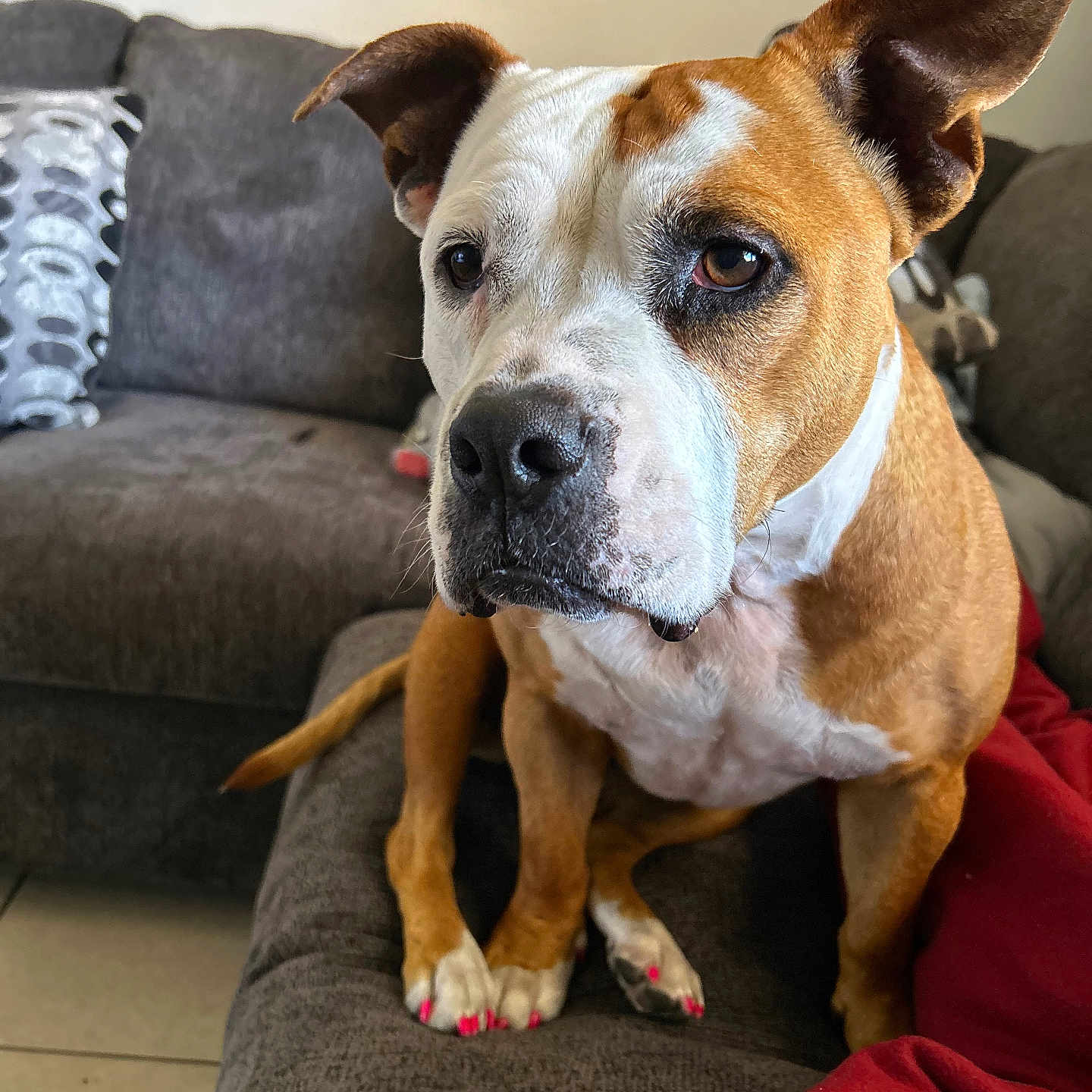 Pochi is registered to the contest to win money with this photo: blanket, brown_and_white, canine, couch, cushion, dog, ears, face, fur, indoor, living_room, looking, nail_polish, paws, pet, pink_nails, red_blanket, seated, snout, tile_floor