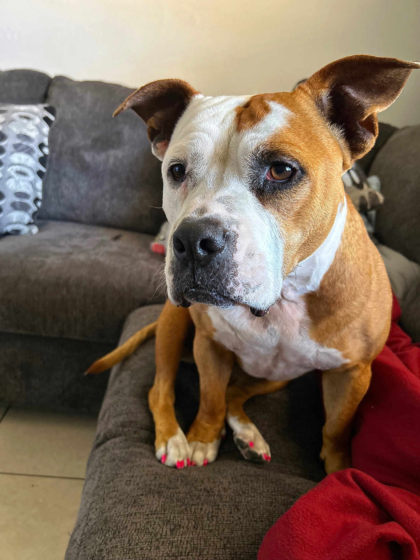 Pochi is registered to the contest to win money with this photo: dog, brown_and_white, couch, indoor, pet, canine, nail_polish, pink_nails, fur, ears, face, snout, paws, tile_floor, blanket, red_blanket, cushion, living_room, seated, looking