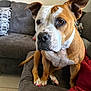 Pochi joined the competition — help win amazing prizes! dog, brown_and_white, couch, indoor, pet, canine, nail_polish, pink_nails, fur, ears, face, snout, paws, tile_floor, blanket, red_blanket, cushion, living_room, seated, looking