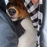 Copper joined the competition — help win amazing prizes! dog, puppy, sleeping, nose, fur, whiskers, paw, blanket, checkered_pattern, black_and_white, fabric, muzzle, close_up, cozy, carrier, hand, finger, texture, snout, portrait