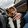 Copper joined the competition — help win amazing prizes! puppy, dog, pet, car_interior, seatbelt, hand, human_hand, ring, jacket, fur, paws, tongue_out, happy, portrait, window, sky, house, leather_seat, denim, harness