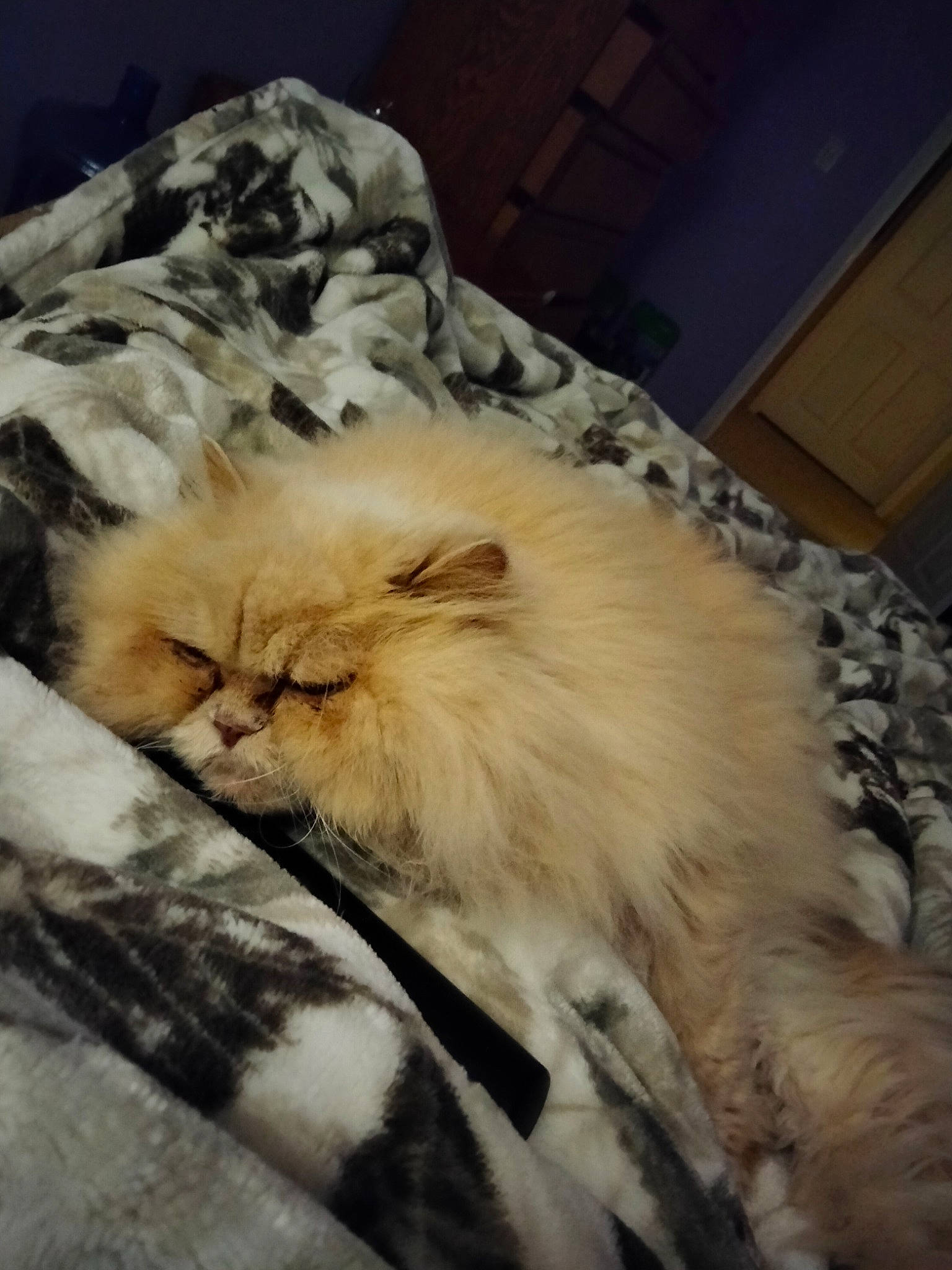 Salmon joined the competition — help win amazing prizes! british_longhair, carnivore, cat, comfort, eye, fawn, felidae, fur, hardwood, natural_material, persian, ragdoll, small_to_medium_sized_cats, tail, terrestrial_animal, whiskers, wood