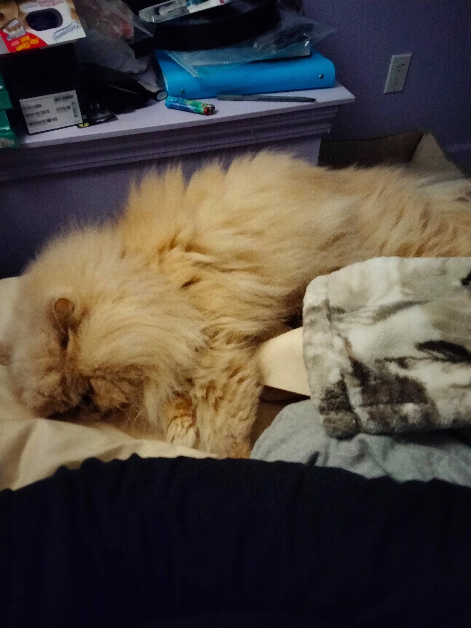 Salmon joined the competition — help win amazing prizes! canidae, carnivore, cat, cloud, comfort, companion_dog, dog_breed, fawn, felidae, fur, linens, nap, paw, sleep, small_to_medium_sized_cats, spitz, sporting_group, tail, toy_dog, whiskers