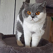 Takako participe au concours pour gagner de l'argent avec cette photo : animal, cat, cat_tree, cozy, feline, fluffy, furniture, gray_cat, home, indoor, pet, photography, portrait, raised_tail, round_face, scratching_post, short_hair, standing, white_cat, yellow_eyes