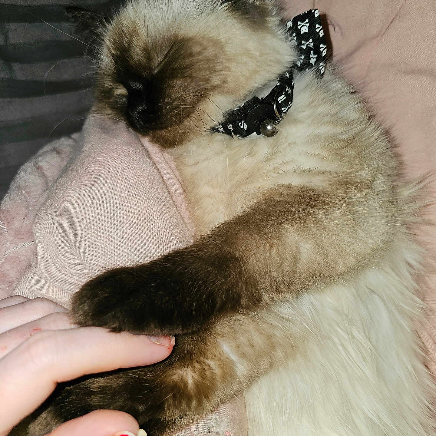 Mystery is registered to the contest to win money with this photo: accessories, animal, bodypart, cat, collar, couch, diamond, finger, formalwear, furniture, gemstone, hand, jewelry, kitten, manx, nail, person, pet, siamese, wrist