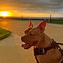 Willa Bean joined the competition — help win amazing prizes! dog, sunset, outdoor, animal, pet, happy, panting, harness, pathway, grass, sky, nature, canine, leash, sunlight, warm, brown_dog, ears, tongue, evening