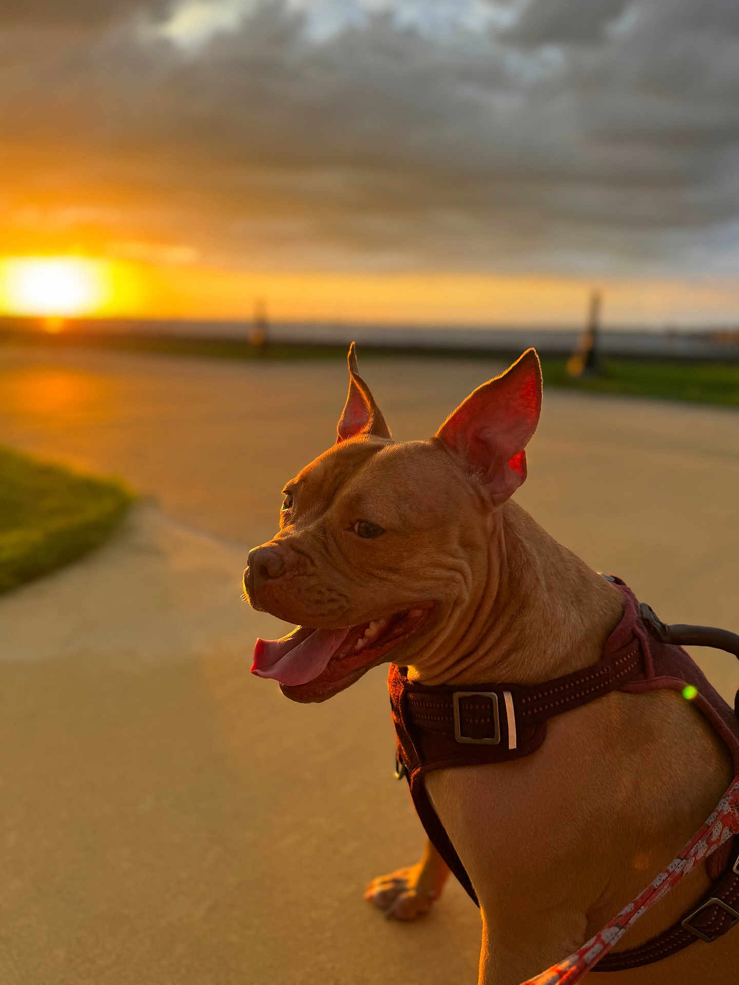 Willa Bean joined the competition — help win amazing prizes! dog, sunset, outdoor, animal, pet, happy, panting, harness, pathway, grass, sky, nature, canine, leash, sunlight, warm, brown_dog, ears, tongue, evening