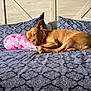 dog, sleeping, bed, pillow, tan_dog, indoor, resting, cozy, patterned_bedspread, blue, pink, strawberry_pattern, cute, calm, pets, animal, collar, relaxing, sunlight, home