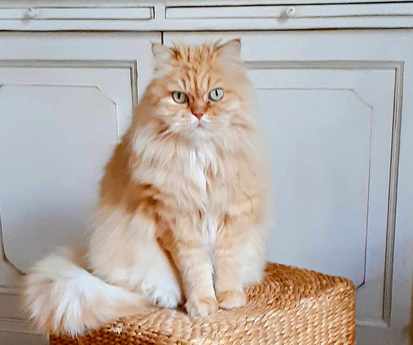 Fidji a rejoint le concours — aidez-le/la à gagner de superbes lots ! cat, fluffy, orange_cat, white_fur, sitting, basket, woven_basket, indoor, pet, feline, animal, fur, tail, ears, whiskers, eyes, home, cabinet, furniture, domestic
