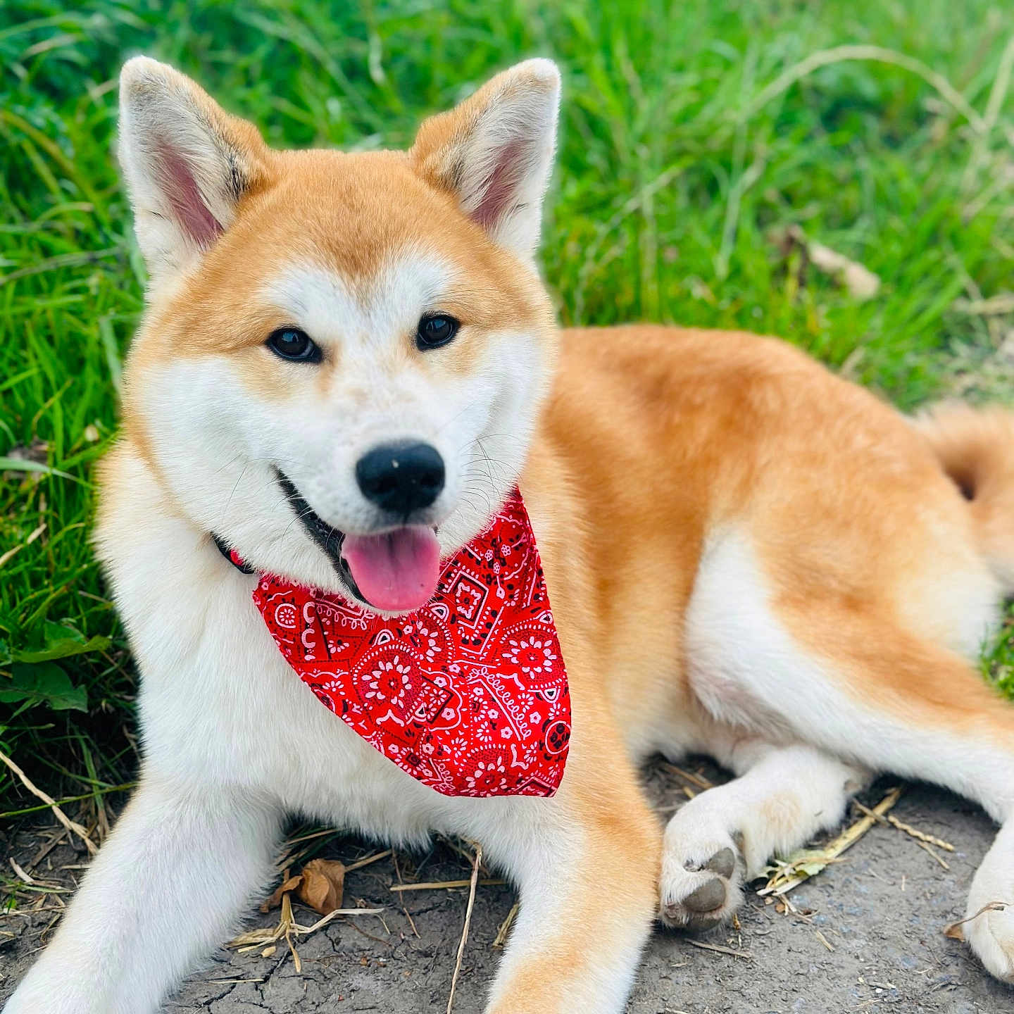 Nao a rejoint le concours — aidez-le/la à gagner de superbes lots ! accessories, animal, bandana, canine, dog, eskimodog, formalwear, goldenretriever, grass, headband, husky, leash, pet, plant, puppy, rock, soil, strap, tie, whitedog