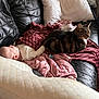 Elliott joined the competition — help win amazing prizes! baby, cat, blanket, couch, leather, pillow, pacifier, clothing, nap, indoor, pet, tabby_cat, sleeping, resting, cozy, pink, black, fur, child, furniture
