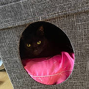 Sirius is registered to the contest to win money with this photo: cat, black_cat, cat_house, pet_bed, yellow_eyes, pink_cushion, toy_ball, red_ball, fabric_texture, indoor, pet, cozy, hideaway, feline, animal, domestic_cat, resting, curious, dark_interior, floor