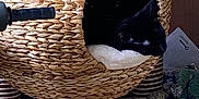 Sirius joined the competition — help win amazing prizes! cat, black_cat, cat_house, woven_basket, pet_bed, scratching_post, toy, indoor, furniture, floor, pet, cozy, animal, resting, cushion, home, relaxing, cute, sleepy, comfortable