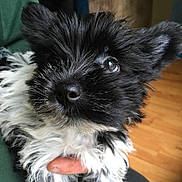 Oliver is registered to the contest to win money with this photo: puppy, dog, black_and_white, close_up, fluffy, cute, pet, animal, fur, ears, nose, eyes, person, hand, indoor, wood_floor, couch, green_clothing, portrait, young_dog