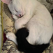 Fawkes is registered to the contest to win money with this photo: cat, sleeping, white_cat, black_tail, pet, animal, cozy, cushion, indoor, fur, close_up, resting, cute, peaceful, domestic_cat, whiskers, paws, soft_lighting, relaxation, nap