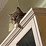 Luna is registered to the contest to win money with this photo: cat, tabby, pet, animal, feline, indoor, cabinet, wood, curious, paw, perched, looking_down, domestic_cat, household, furniture, closeup, whiskers, ears, face, resting