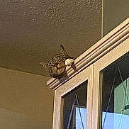 Luna is registered to the contest to win money with this photo: cat, tabby, paw, cabinet, wood, furniture, indoor, ceiling, wall, curious, pet, animal, domestic, looking, resting, head, ears, claws, home, relaxed