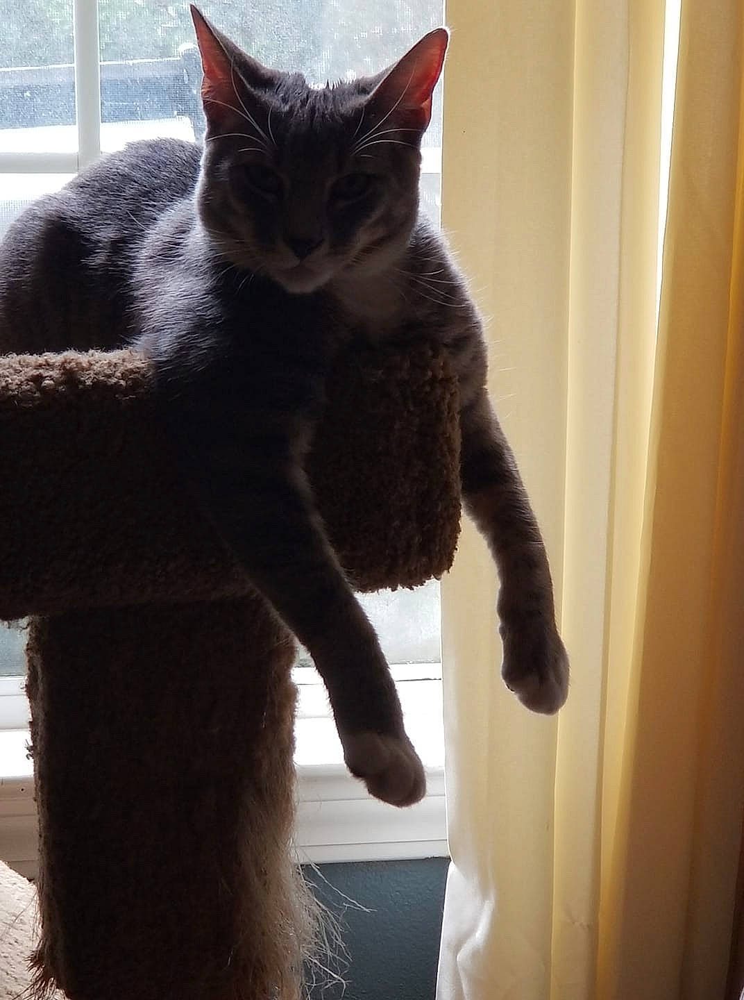 Ezekiel is registered to the contest to win money with this photo: asian, black_cat, carnivore, cat, domestic_short_haired_cat, ear, felidae, fur, kitten, polydactyl_cat, russian_blue, small_to_medium_sized_cats, tail, whiskers, window