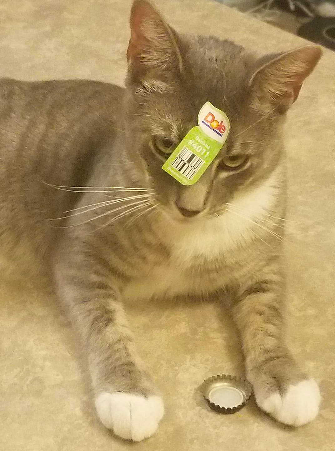 Ezekiel joined the competition — help win amazing prizes! asian, british_shorthair, carnivore, cat, chartreux, domestic_short_haired_cat, european_shorthair, felidae, kitten, korat, paw, polydactyl_cat, russian_blue, small_to_medium_sized_cats, snout, tail, whiskers