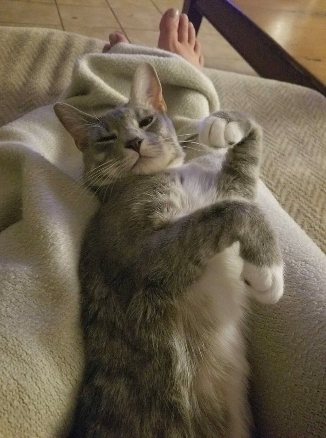 Ezekiel is registered to the contest to win money with this photo: american_shorthair, asian, british_shorthair, carnivore, cat, domestic_short_haired_cat, ear, european_shorthair, fawn, felidae, fur, gesture, kitten, polydactyl_cat, singapura, small_to_medium_sized_cats, snout, tabby_cat, tail, whiskers