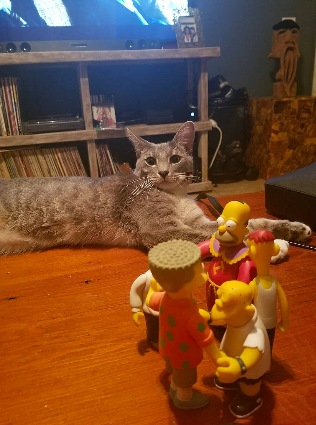 Ezekiel joined the competition — help win amazing prizes! cat, fawn, felidae, room, small_to_medium_sized_cats, toy, whiskers