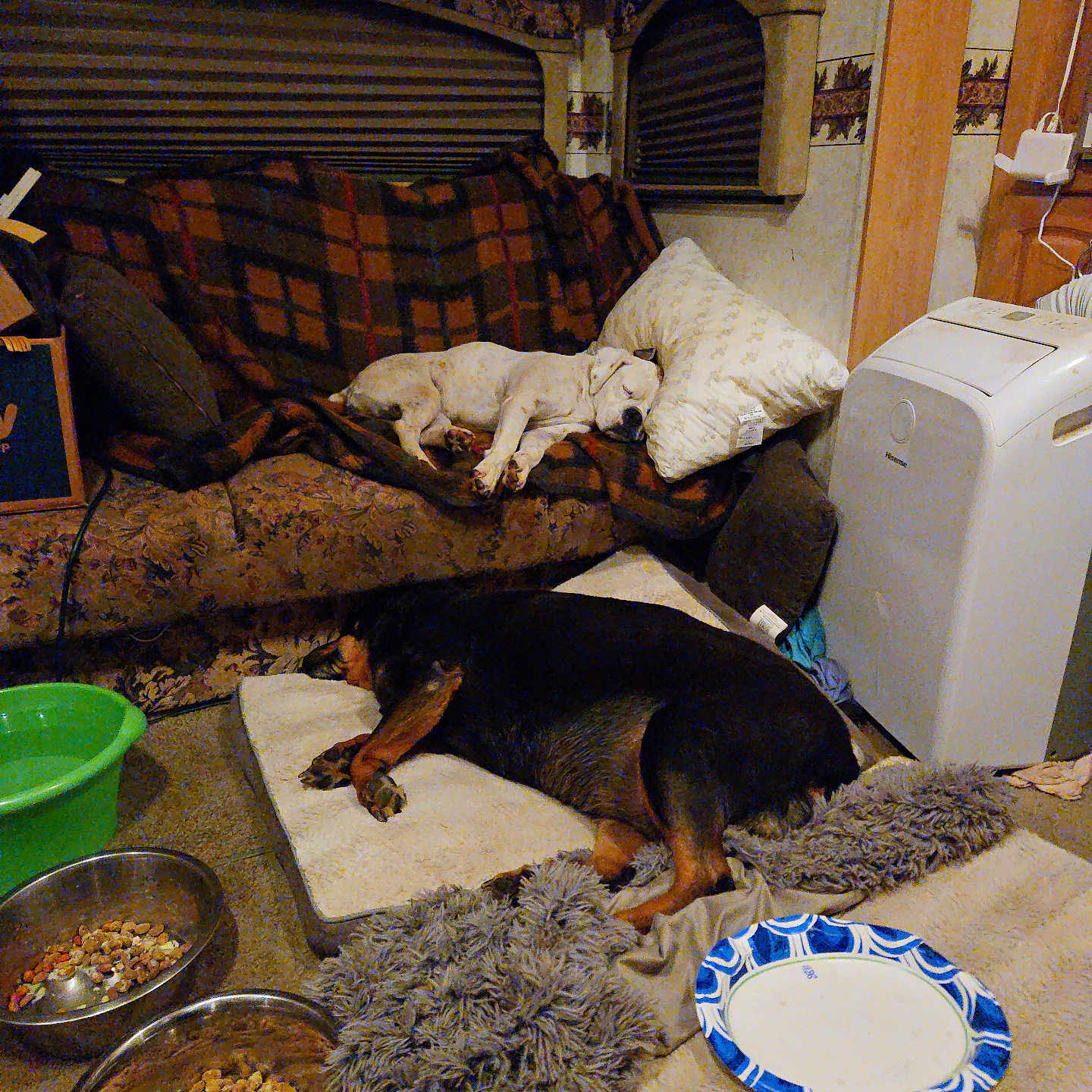 Riley And Lucy is registered to the contest to win money with this photo: animal, appliance, blanket, brown, carpet, couch, cozy, dog, floor, food_bowl, home, indoor, mat, paper_plate, pet, pillow, resting, rug, sleeping, white