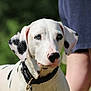 dog, dalmatian, blue_eyes, black_spots, white_fur, collar, pet, canine, animal, outdoor, summer, person, shorts, legs, blurred_background, portrait, closeup, nature, sunlight, attention