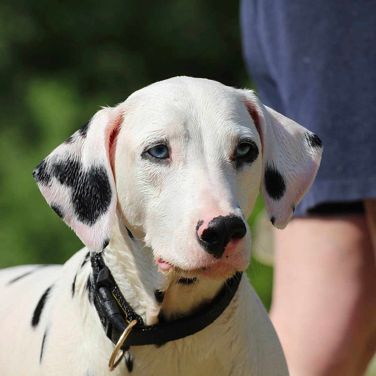 Shanel participe au concours pour gagner de l'argent avec cette photo : animal, attention, black_spots, blue_eyes, blurred_background, canine, closeup, collar, dalmatian, dog, legs, nature, outdoor, person, pet, portrait, shorts, summer, sunlight, white_fur
