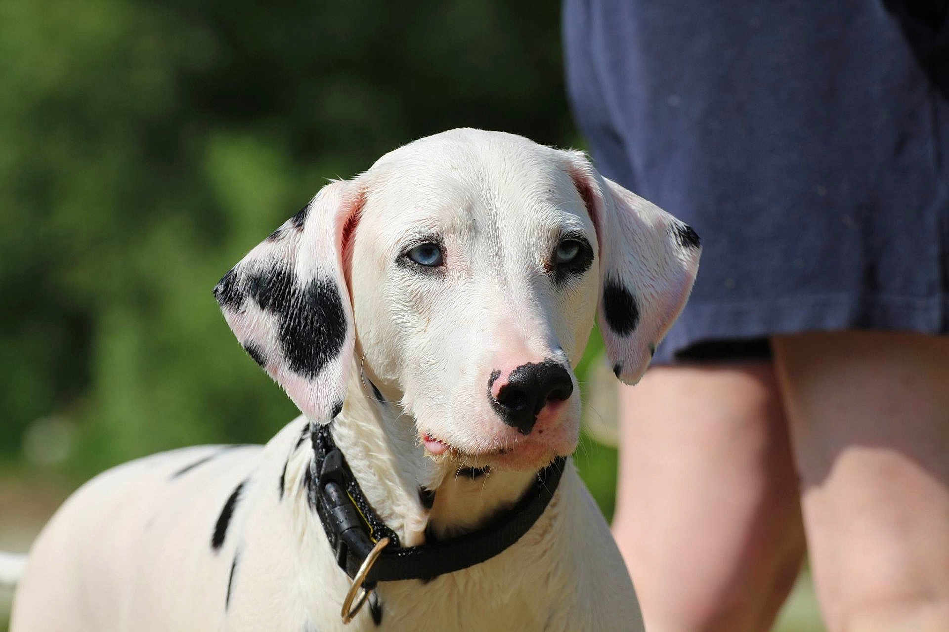 Shanel participe au concours pour gagner de l'argent avec cette photo : dog, dalmatian, blue_eyes, black_spots, white_fur, collar, pet, canine, animal, outdoor, summer, person, shorts, legs, blurred_background, portrait, closeup, nature, sunlight, attention