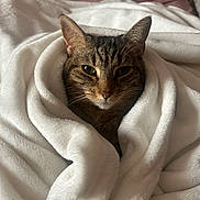 Rocky is registered to the contest to win money with this photo: cat, tabby, blanket, white, cozy, indoor, fur, pet, animal, resting, cute, snug, soft, comfort, relaxed, mammal, whiskers, ears, bed, warm