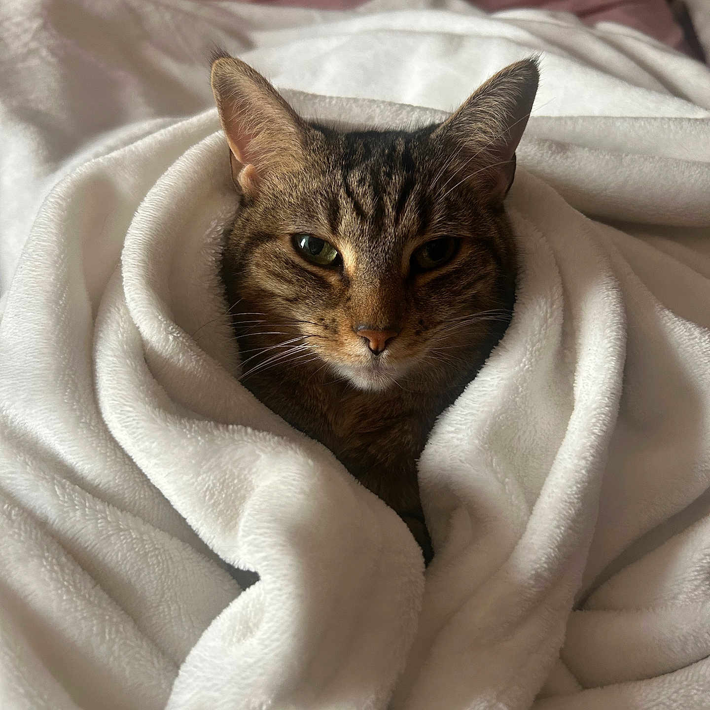 Rocky is registered to the contest to win money with this photo: animal, bed, blanket, cat, comfort, cozy, cute, ears, fur, indoor, mammal, pet, relaxed, resting, snug, soft, tabby, warm, whiskers, white