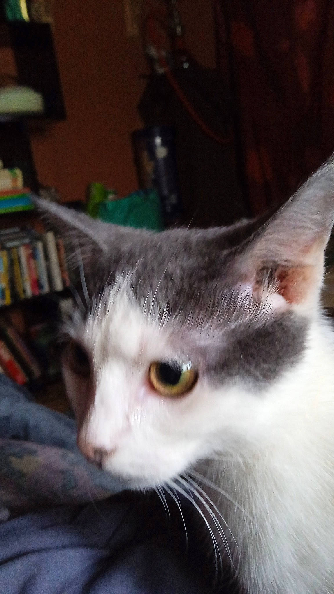 Happy a rejoint le concours — aidez-le/la à gagner de superbes lots ! bookcase, carnivore, cat, domestic_short_haired_cat, felidae, fur, publication, shelf, small_to_medium_sized_cats, snout, whiskers, window