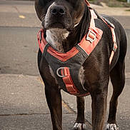 Zoe joined the competition — help win amazing prizes! dog, black_dog, harness, leash, sidewalk, street, urban, pet, canine, standing, alert, outdoor, closeup, portrait, animal, pavement, ears, nose, paws, golden_eyes