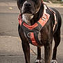 dog, black_dog, harness, leash, sidewalk, street, urban, pet, canine, standing, alert, outdoor, closeup, portrait, animal, pavement, ears, nose, paws, golden_eyes