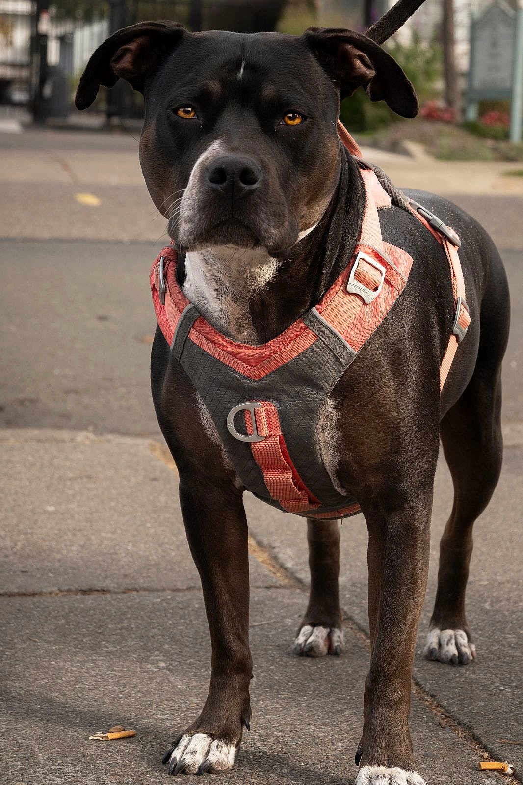 Zoe