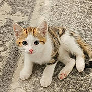 Aby participe au concours pour gagner de l'argent avec cette photo : kitten, cat, pet, animal, feline, cute, young, small, fur, whiskers, ears, paws, indoor, carpet, pattern, laying, looking, pink_nose, white_fur, tabby