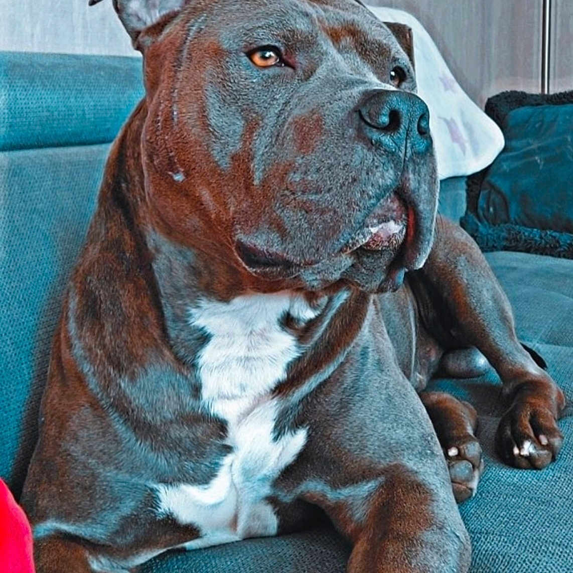Mr Patate participe au concours pour gagner de l'argent avec cette photo : animal_face, brown_coat, canine, companion, couch, dog, domestic_animal, ears, furniture, household, indoor, lounge, muscular, paw, pet, portrait, relaxed, resting, snout, white_chest