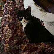 Pootie is registered to the contest to win money with this photo: cat, tuxedo_cat, quilt, blanket, indoor, pet, feline, black_and_white, fur, animal, cute, cozy, resting, looking, home, comfort, soft, patterned, relaxed, curious