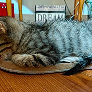 Bitty is registered to the contest to win money with this photo: animal, cat, cozy, cute, domestic, floor, fur, household, indoor, kitten, pet, resting, sleeping, slipper, small, striped, tabby, tail, wooden_floor, young