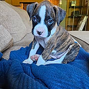 Trixie joined the competition — help win amazing prizes! animal, blanket, brindle, comfort, couch, cozy, cute, dog, ears, face, fur, home, indoor, looking, pet, puppy, sitting, small, snuggle, young