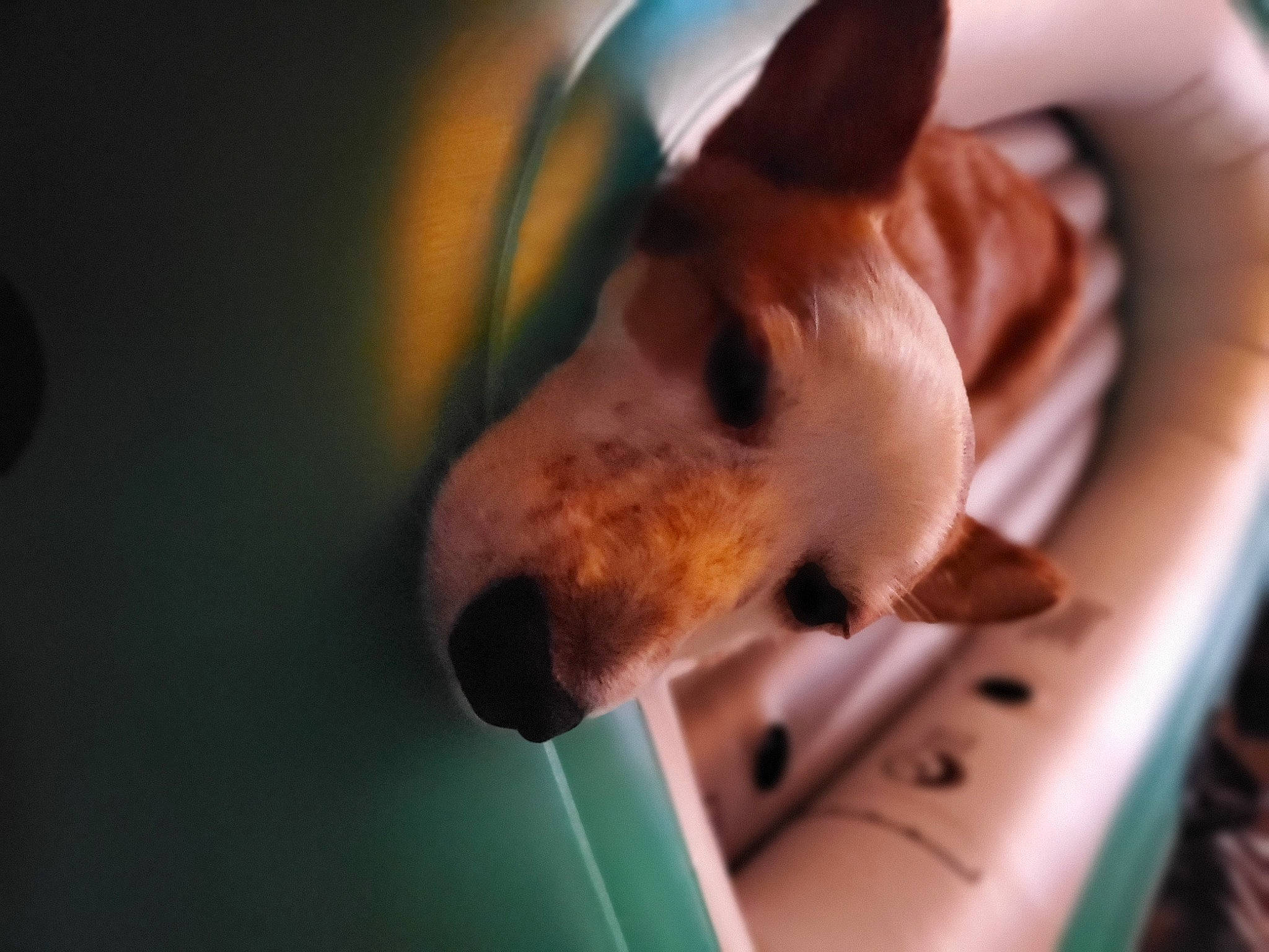 Sir Chesney is registered to the contest to win money with this photo: ancient_dog_breeds, canidae, carnivore, collar, companion_dog, dog, dog_breed, dog_collar, dog_sports, dog_supply, ear, fawn, non_sporting_group, paw, pet_supply, snout, sporting_group, terrestrial_animal, whiskers, working_animal