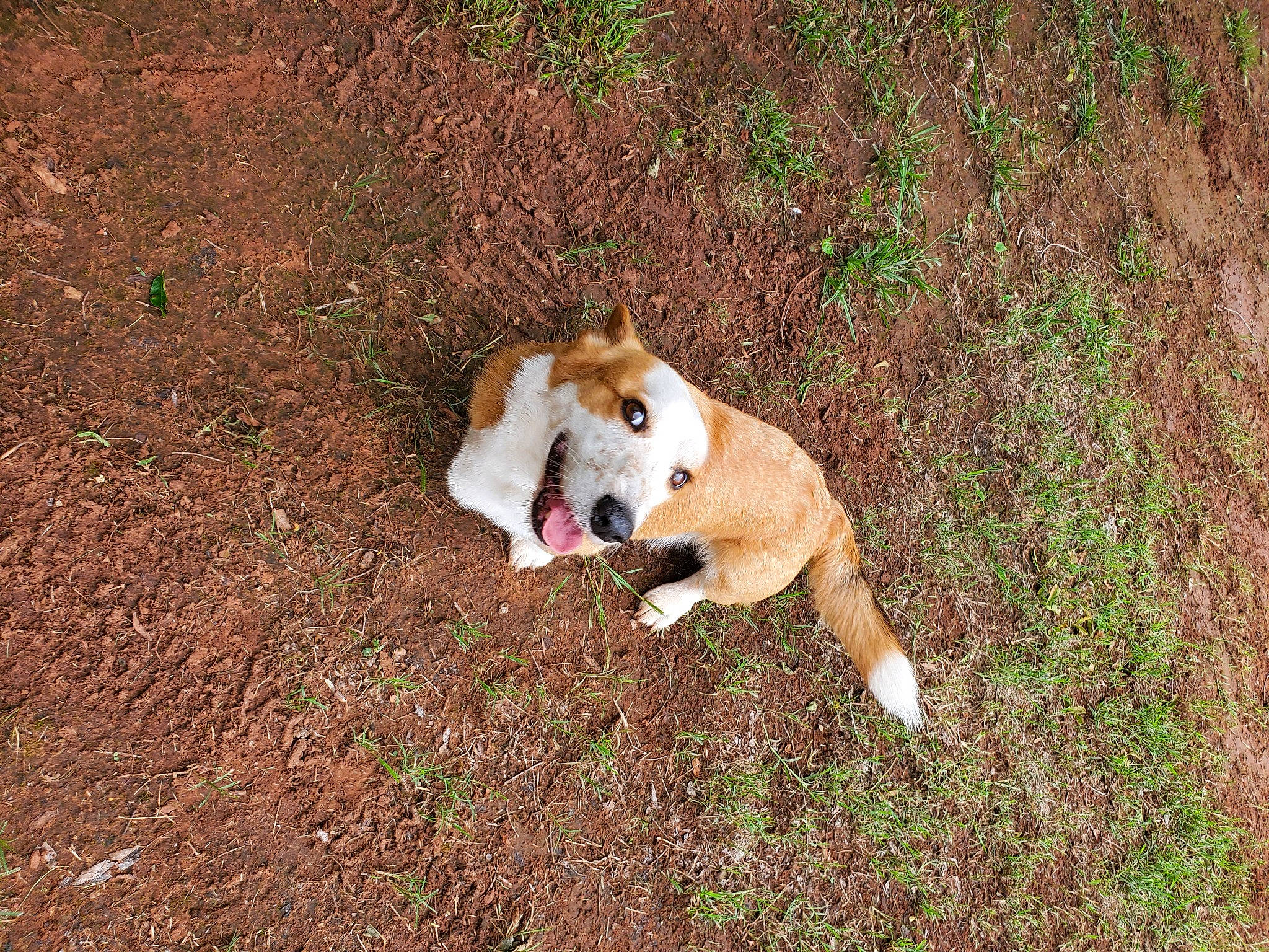 Sir Chesney is registered to the contest to win money with this photo: ball, carnivore, companion_dog, dog, dog_breed, fawn, grass, hunting_dog, paw, plant, soil, street_dog, tail, terrestrial_animal, working_animal, working_dog