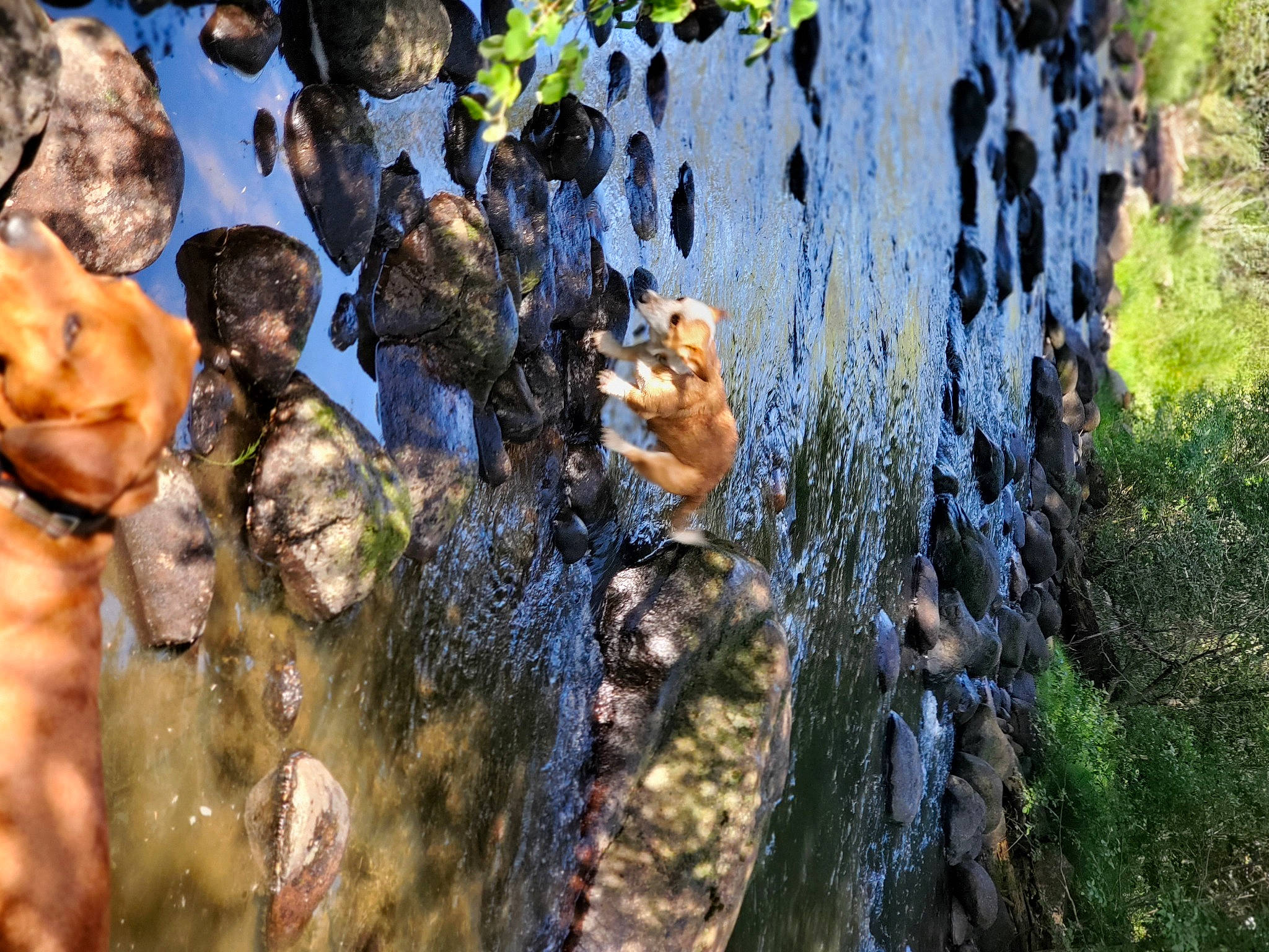 Sir Chesney joined the competition — help win amazing prizes! adventure, bedrock, botany, forest, formation, fungus, grass, jungle, landscape, plant, reflection, rock, shadow, soil, toy, tree, trunk, watercourse, wood, woodland