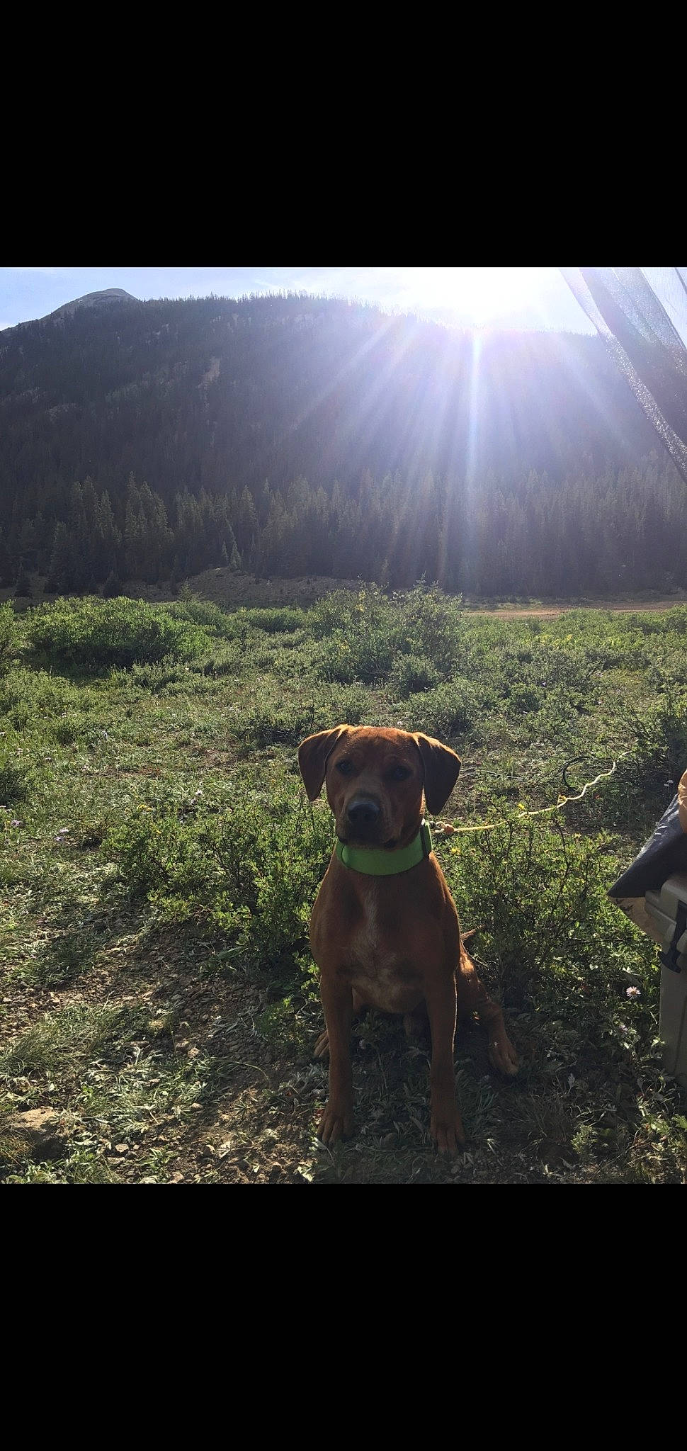 Brudel is registered to the contest to win money with this photo: backlighting, carnivore, companion_dog, dog, dog_breed, fawn, field, grass, grassland, horizon, landscape, lens_flare, light, meadow, natural_landscape, plant, sporting_group, sunlight, tints_and_shades, working_animal