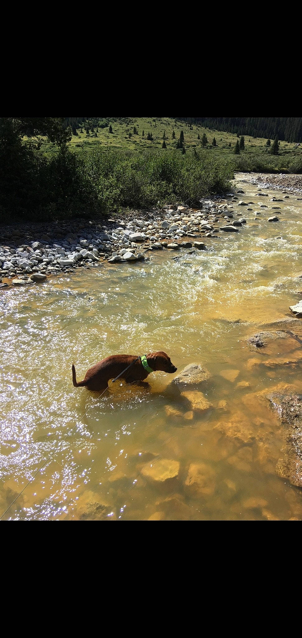 Brudel joined the competition — help win amazing prizes! bank, carnivore, creek, fluvial_landforms_of_streams, forest, grass, lake, landscape, mountain_river, natural_landscape, plant, riparian_zone, sporting_group, stream, terrestrial_animal, tree, water, wildlife, wood, working_animal