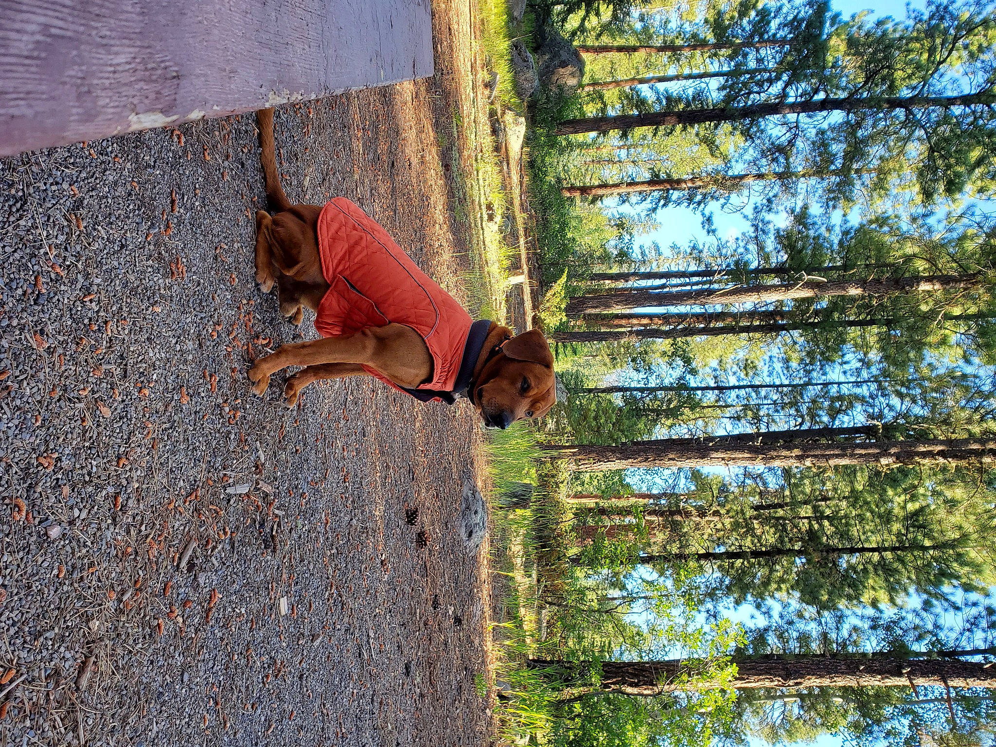 Brudel joined the competition — help win amazing prizes! canidae, dog, fawn, fun, grass, human_leg, landscape, leisure, people_in_nature, plant, recreation, road_surface, shadow, sky, sporting_group, sunglasses, tree, trunk, wood, woody_plant