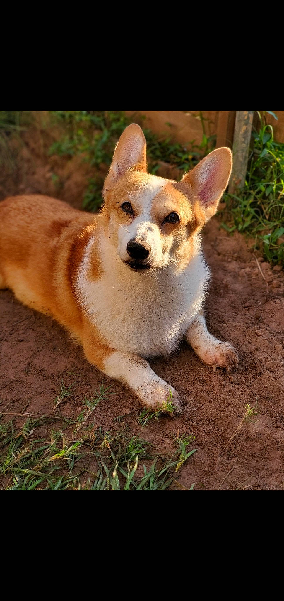 Lizzie joined the competition — help win amazing prizes! ancient_dog_breeds, canidae, carnivore, companion_dog, corgi_chihuahua, dog, dog_breed, fawn, fur, grass, herding_dog, plant, puppy, snout, sporting_group, tail, terrestrial_animal, whiskers, wood, working_dog