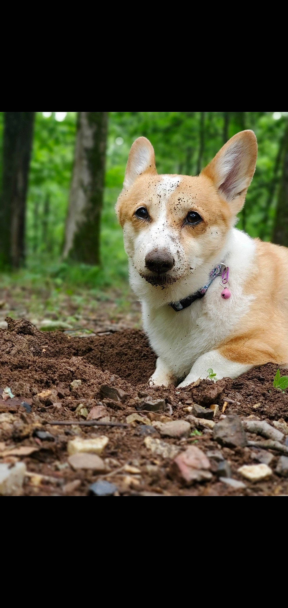 Lizzie joined the competition — help win amazing prizes! ancient_dog_breeds, canidae, carnivore, companion_dog, dog, dog_breed, eye, fawn, forest, grass, plant, snout, soil, tail, terrestrial_animal, tree, whiskers, wildlife