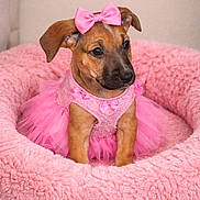 Hazel is registered to the contest to win money with this photo: puppy, dog, pink_bow, pink_tutu, fluffy_bed, cute, pet, indoor, small_dog, costume, adorable, animal, fur, brown_dog, pink, fashion, portrait, resting, domestic_animal, young_dog