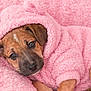 Hazel joined the competition — help win amazing prizes! puppy, dog, pink, hoodie, blanket, cozy, cute, pet, fur, sleepy, soft, snuggle, animal, portrait, young, indoors, warm, comfort, cuddly, brown